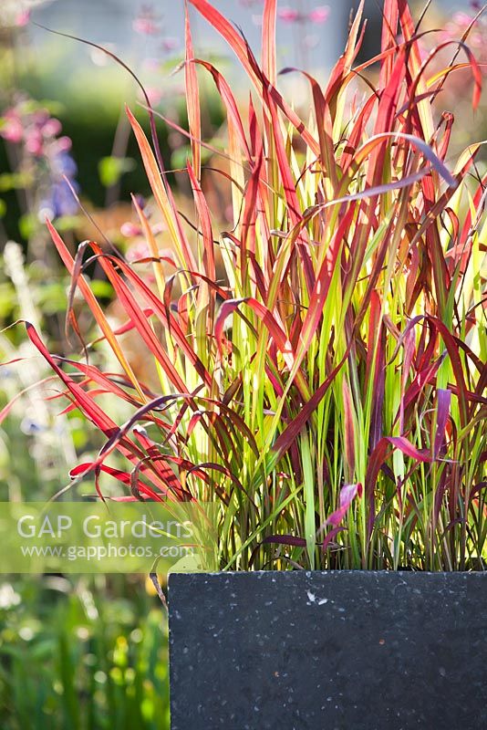 Imperata cylindrica 'Red Baron' in container