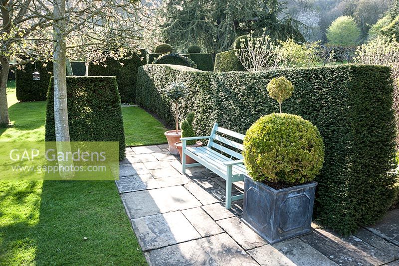 Wooden bench placed against yew hedge framed with clipped box shapes in containers. Little Malvern Court, Worcestershire, UK