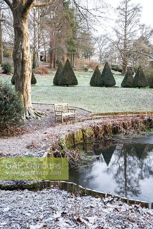 Icy pond on a winter morning with an avenue of dark yew pyramids running though the garden above.
