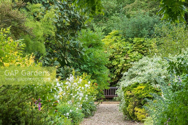 View along gravel path between shrub borders with foliage plants including magnolia, euonymus, peony, ribes and Fatsia japonica.
