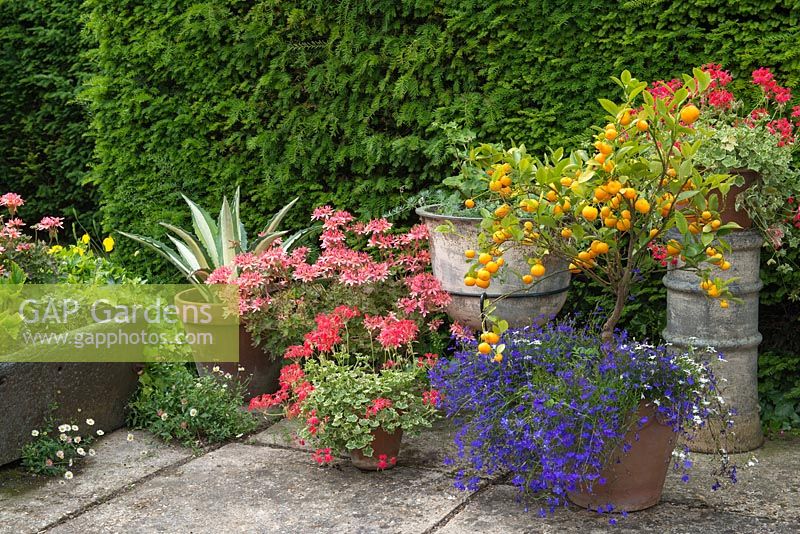 Container display on patio with x Citrofortunella microcarpa, lobelia, pelargoniums and Agave.
