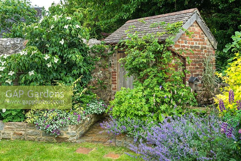 Brick outhouse in cottage garden with cornus, abutilon, lamium, geranium and nepeta.