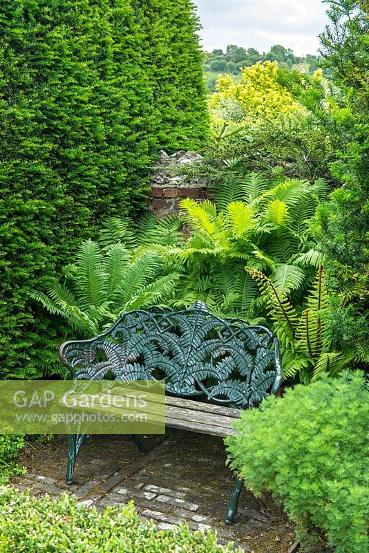 Coalbrookdale Fern and Blackberry cast iron seat amidst Matteuccia struthiopteris ferns and yew topiary