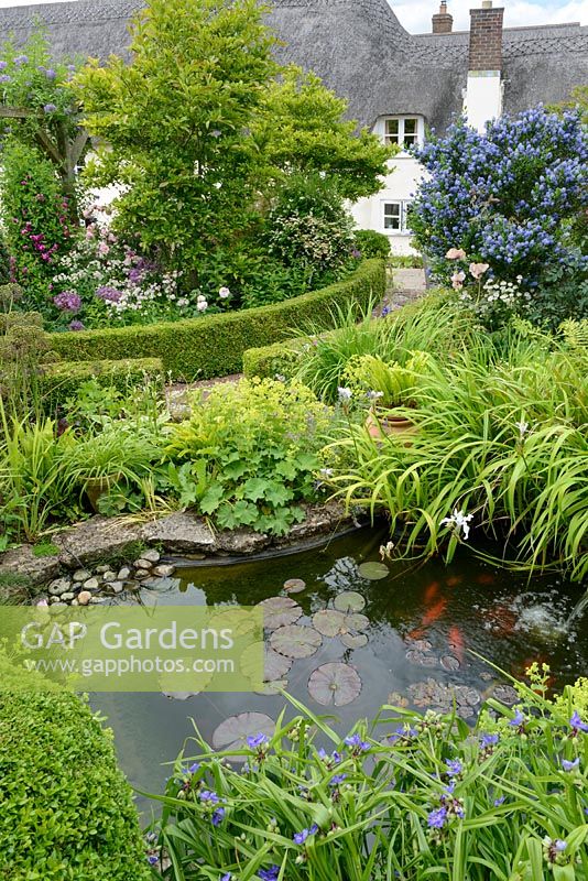 Ornamental pond with access for amphibians. Box topiary and edging. Herbaceous perennials including tradescantia, alchemilla, astrantia and irises. Shrubs including ceanothus and magnolia.