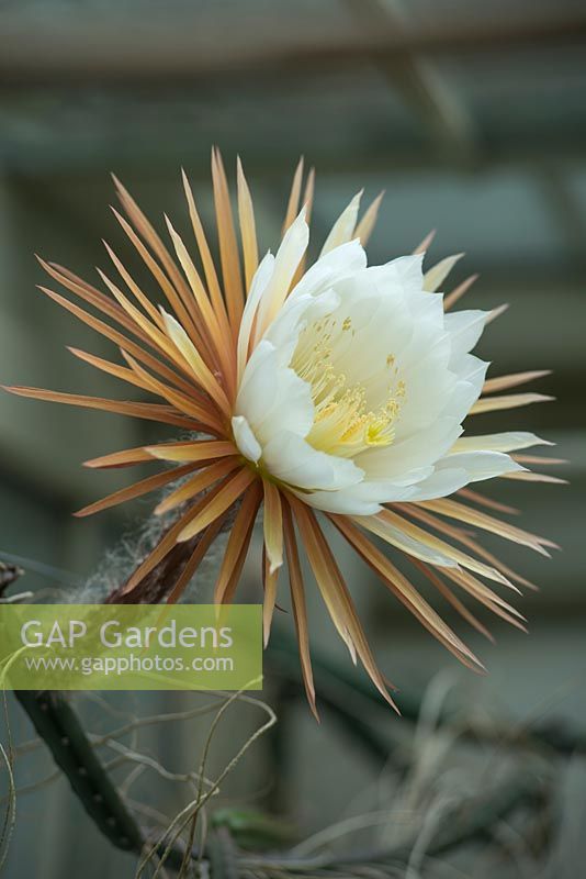 Selenicereus grandiflorus. Queen of the night cactus bloom opening at dusk. Flower lasts only for one night.