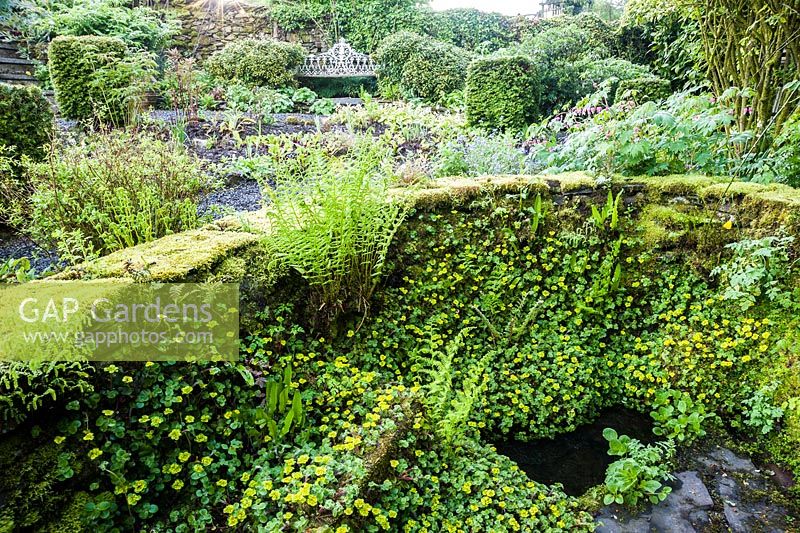 Ancient spring in the front garden framed by a low wall colonised by Chrysosplenium alternifolium and ferns. Windy Hall, Windermere, Cumbria, UK