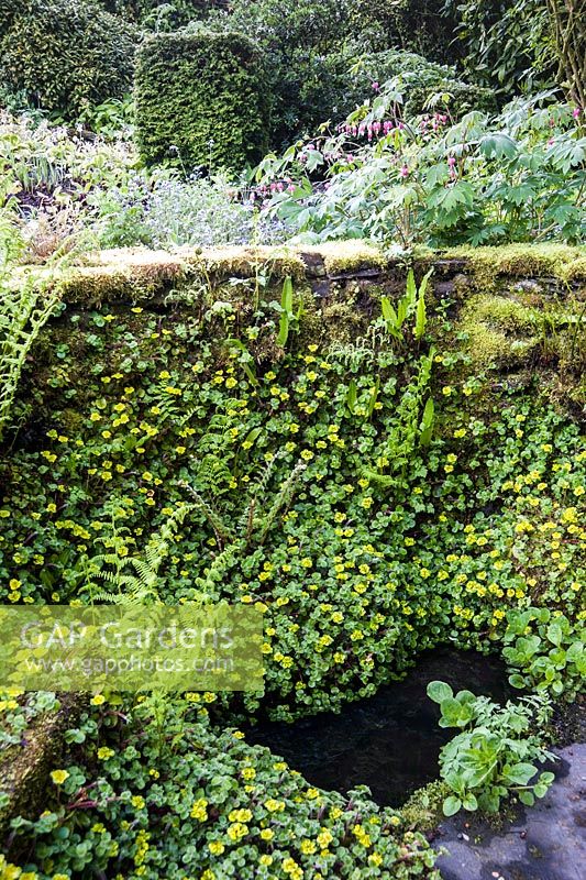 Ancient spring in the front garden framed by a low wall colonised by Chrysosplenium alternifolium and ferns. Windy Hall, Windermere, Cumbria, UK