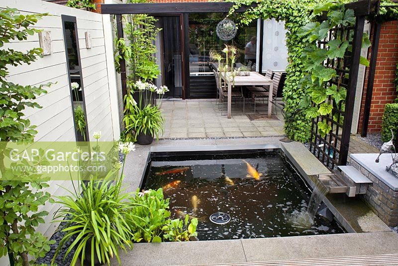 Outdoor dining area on a small patio with pergola covered with Parthenocissus. Agapanthus orientalis White in pot. Carpinus betulus - Hornbeam in modern pots. Pond with Koi Carp. Family Fabry - Mathijs. Belgium