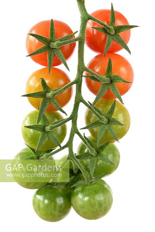 Solanum lycopersicum 'Gardener's Delight' AGM.  Cherry tomato syn. Lycopersicon esculentum. Truss of ripe and unripe fruit 