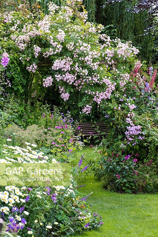 A cottage garden with grass path running under a pergola with rambling Rosa 'Belvedere'.
