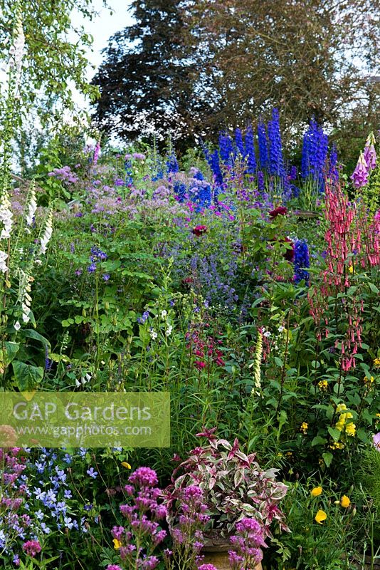 A mixed border with plants including foxglove, catmint, phygelius, penstemon, delphinium, thalictrum, Jacob's Ladder and violas.
