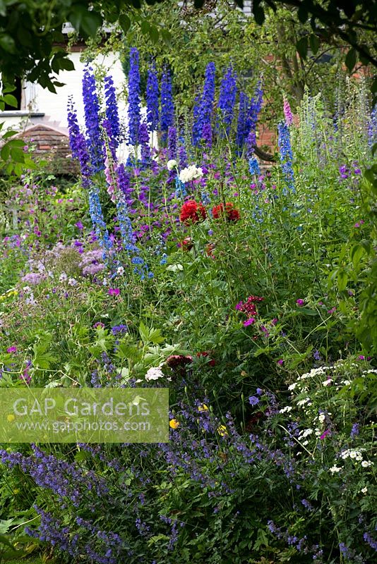 A cottage style herbaceous border with plants including delphinium, thalictrum, campanula, feverfew, foxglove, catmint and hardy geranium.