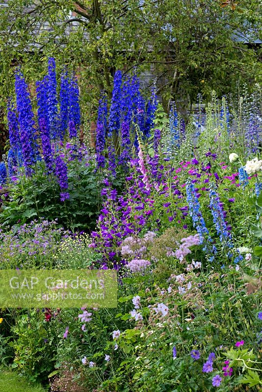 A cottage style herbaceous border with plants including delphinium, thalictrum, campanula, centaurea,  foxglove, catmint and hardy geranium.