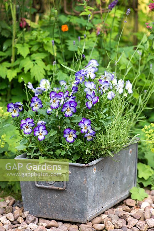 A metal tray, salvaged and reused, and planted with viola and lavender.