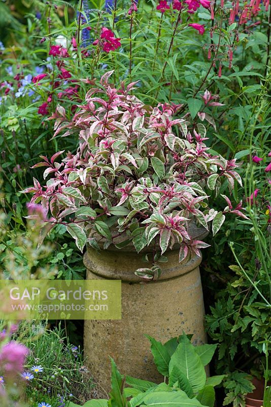 Fuchsia 'Tom West' planted in an old chimney pot.