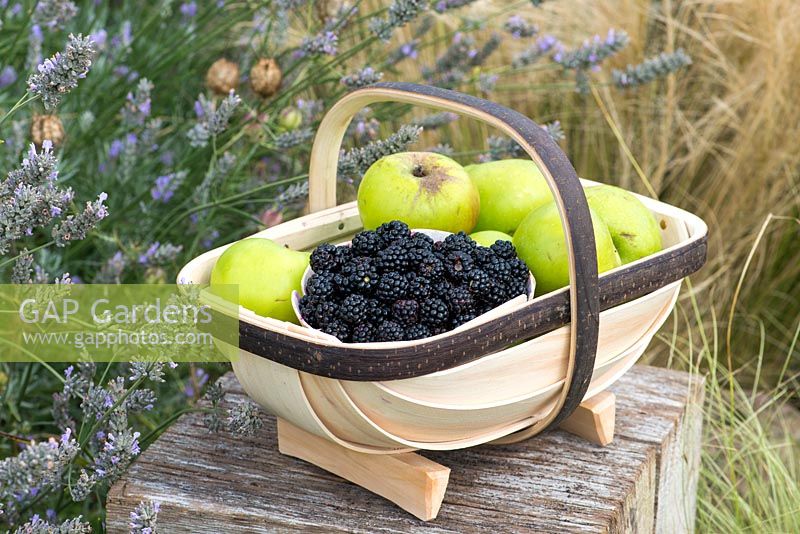 Freshly picked blackberries and cooking apples, in traditional English trug.