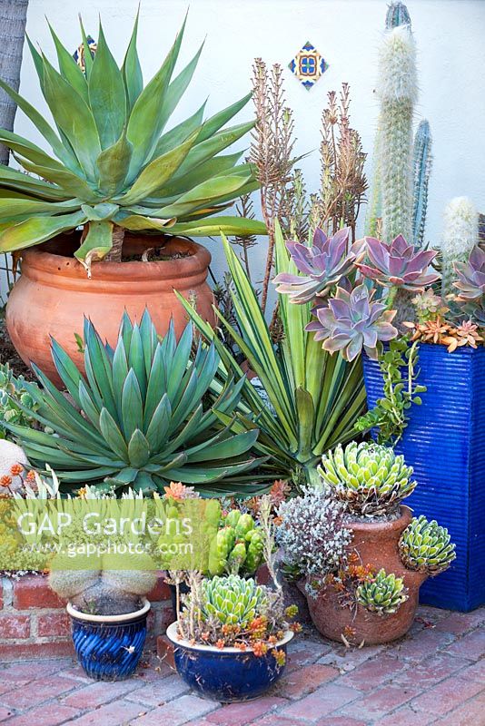 View of assorted succulents and cactus in containers at Jim Bishop's Garden. San Diego, California, USA. August.