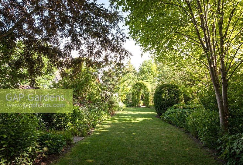 Vista of hornbeam arch, clipped Taxus baccata, lawn and mixed border with Gleditsia triacanthos 'Ruby lace' - June, Le Jardin de Marguerite, France