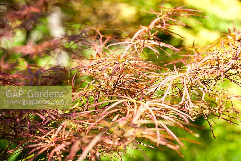 Acer japonicum 'Scolopendrifolium Atropurpureum' - June, Le Jardin de Marguerite, France