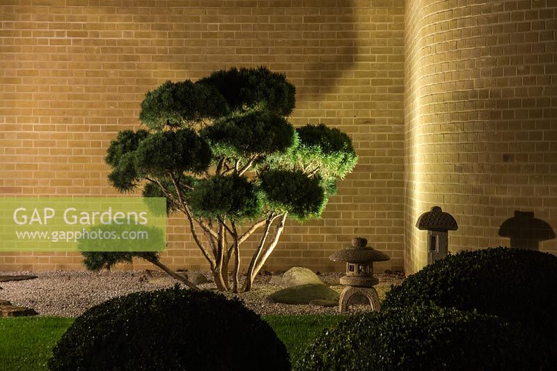 Japanese style garden with bonsai tree, gravel. Clipped Buxus - box balls. Night Lighting. Design and Build: J Winter Landscapes Ltd