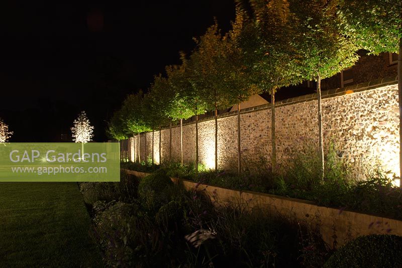 Night lighting under Carpinus betulus - Hornbeam trees by a flint wall with perennial planting and Buxus - box balls in October. Design and Build: J Winter Landscapes Ltd