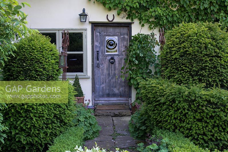 Taxus - yew topiary and Buxus - box hedging by the front of the house with wooden door in June.