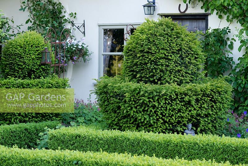 Taxus - yew topiary and Buxus - box hedging by the front of a cottage. June