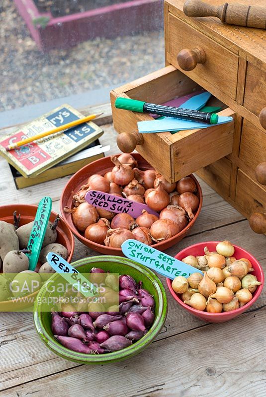 Shallots, Onion sets and seed potatoes, ready for planting in various containers with coloured homemade labels.