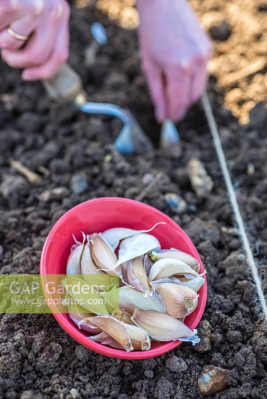 Woman using trowel to plant garlic cloves, Allium sativum 'Cristo'