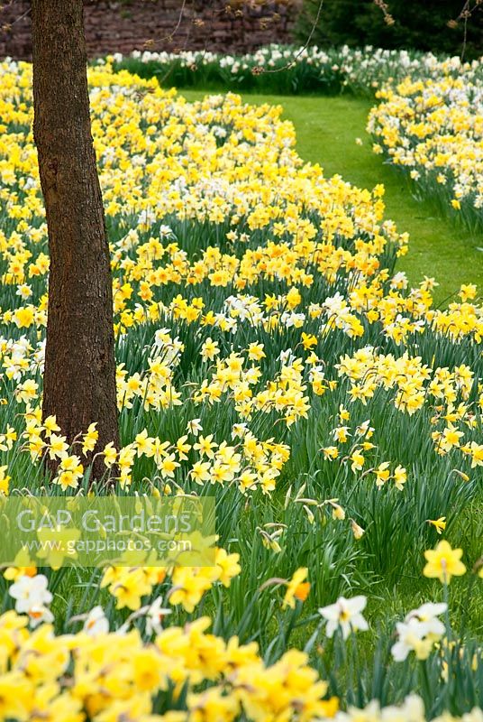 A carpet of daffodils at Felley Priory. April. 