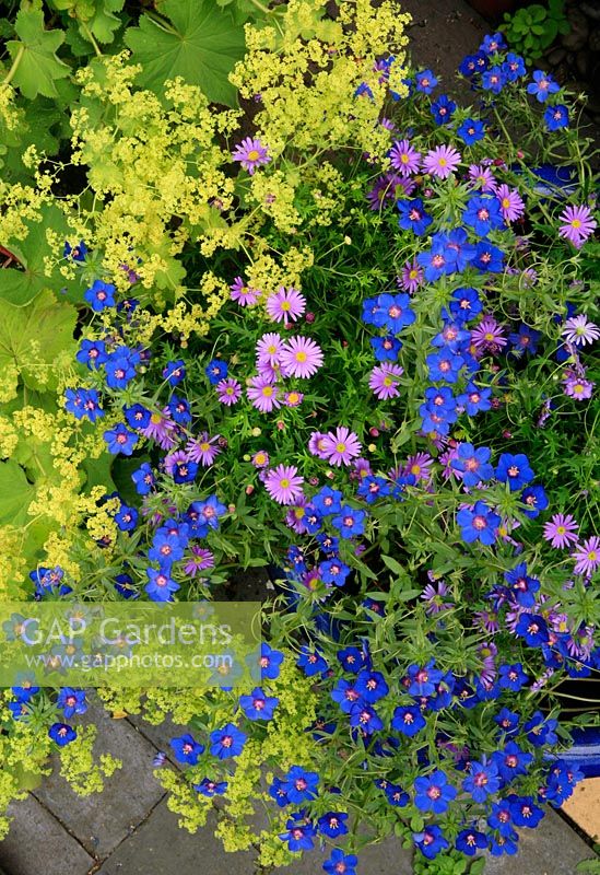 Brachycome 'Brasco Violet' with Anagallis 'Sky Lover' spilling out of a large blue glazed bowl across paving and a clump of Alchemilla mollis. 