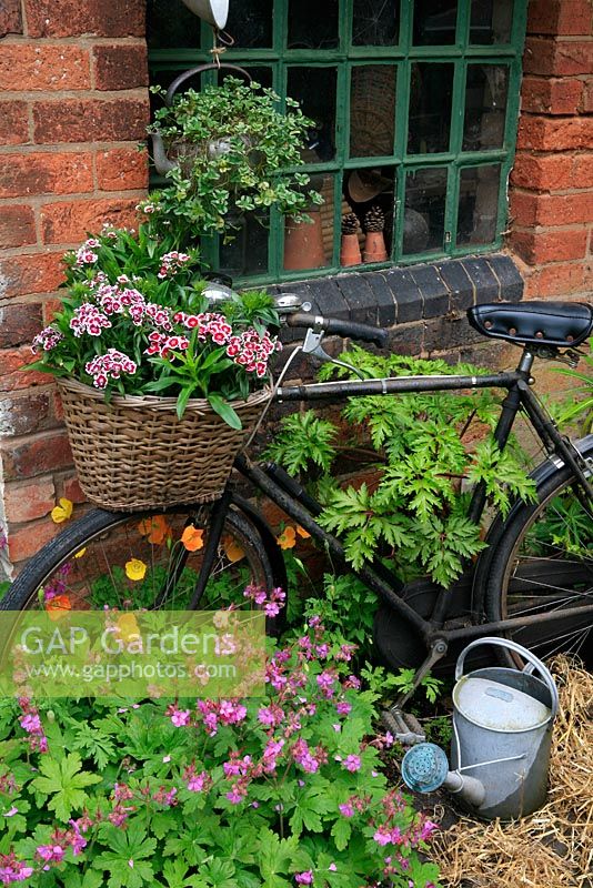 A pensioned off bike provides a home in its wicker basket for Sweet Williams whilst Welsh Poppies and Geranium macrorrhizum 'Bevan's Variety' grows through the spokes. An old kettle is suspended in front of a tac room window with variegated clover spilling down the sides. June. West Midlands