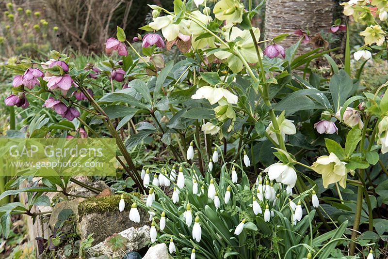 Early spring flowers, Snowdrops - Galanthus nivalis and Hellebore species grown together with Euphorbia wulfenii in the background.