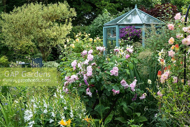 A cottage garden with colourful mixed border of Rosa 'Phyllis Bide' on obelisk, Rosa 'Fantin Latour', aquilegia, philadelphus and achillea. Behind: a painted wooden framed green house and seating area on the lawn.