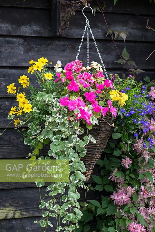 A wicket hanging basket planted with trailing pelargoniums, lobelia and coreopsis.
