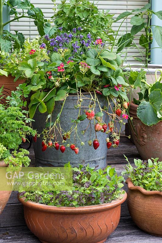 Grown in a container, Strawberry 'Tarpan' bears a steady supply of bright pink flowers and small, sweet fruit for weeks on end. Below, pots of 'cut and come again salad leaves.