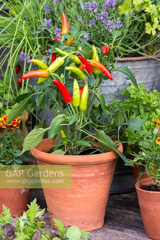 Pot of peppers, beside pots of French marigolds, lavender and chives.