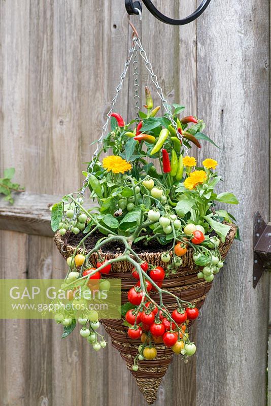 Hanging basket planted with Tomato 'Heartbreaker', marigolds and peppers.
