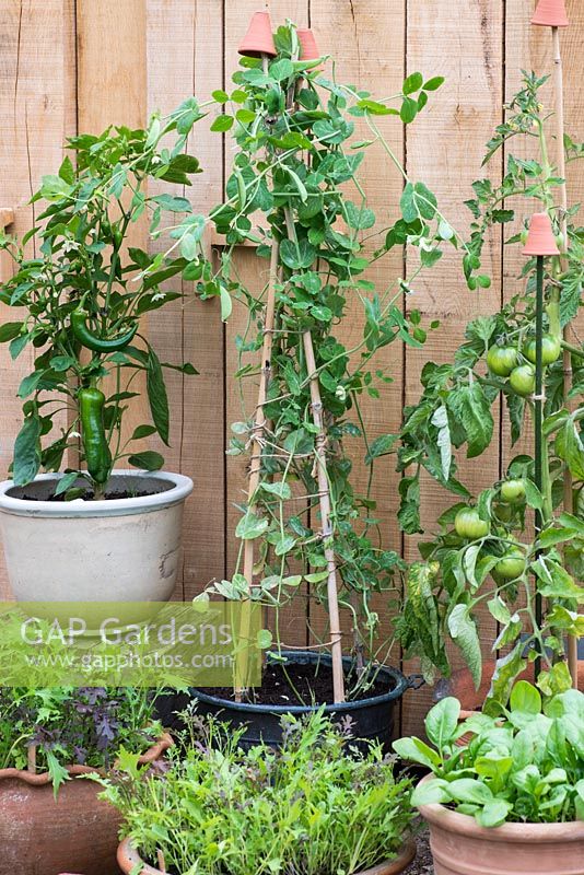 A container vegetable garden with salad leaves, chilli peppers, tomatoes and mange tout, peas.