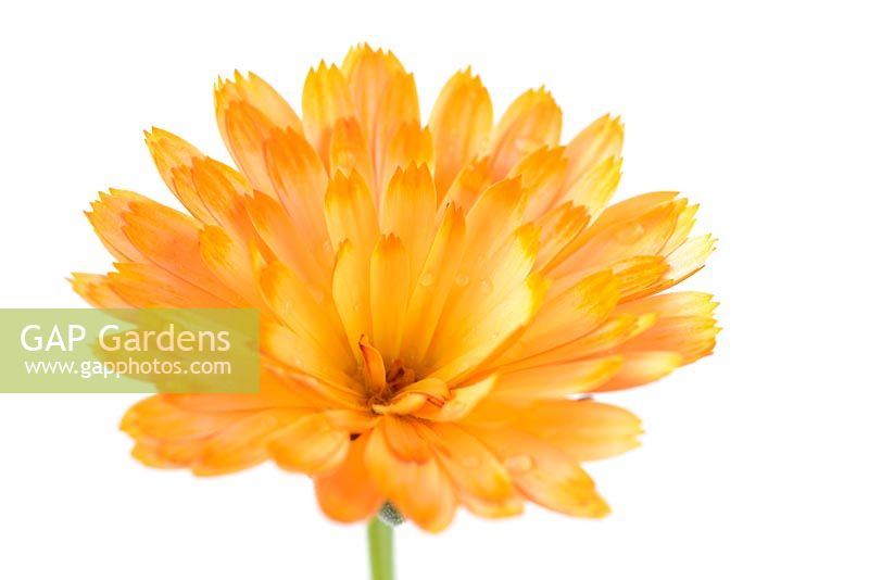Calendula 'Amber Arctic' - English marigold, Pot marigold
