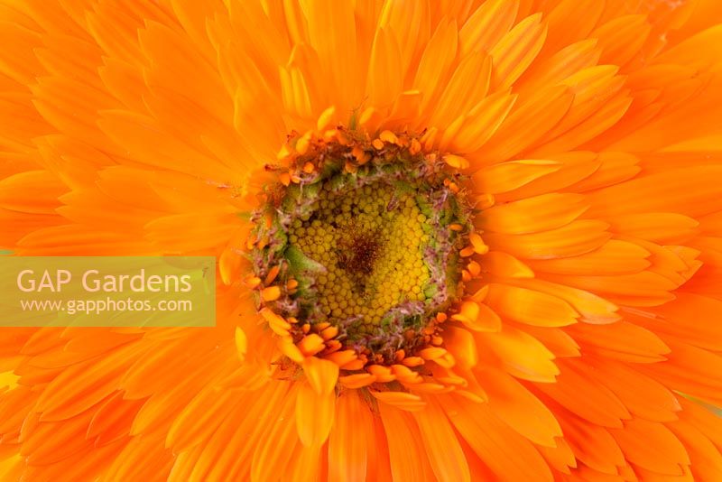 Calendula officinalis 'Greenheart Orange'. English marigold, Pot marigold. Greenheart Series
