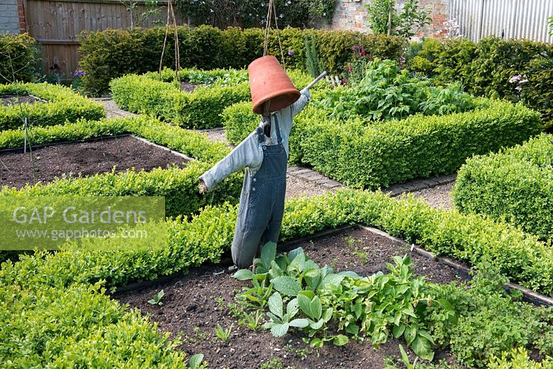 A scarecrow stands in one of eight raised beds edged in box hedges, in a vegetable potager.