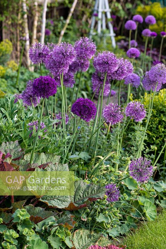 A spring border with Allium 'Purple Sensation', the flowers lighten as they fade with age.