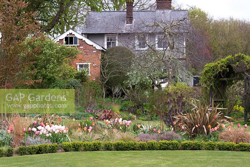 A spring country garden with mixed borders planted with tulips, phormium and box.