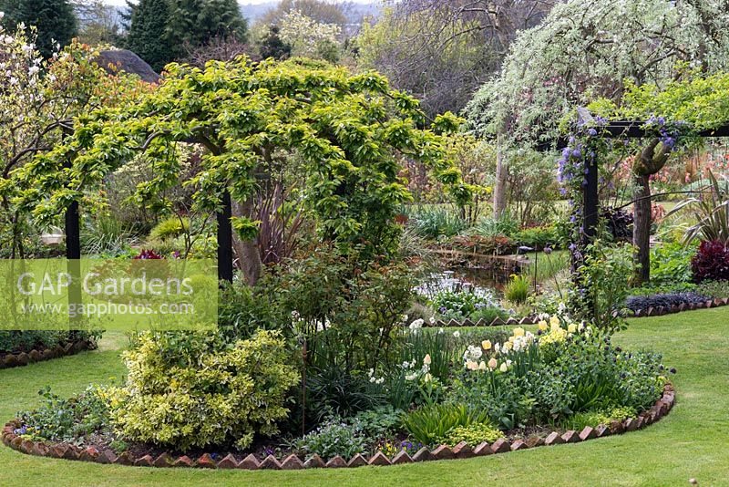 An island bed with yellow Tulipa 'Fringed Elegance' and Narcissus 'Cheerfulness' under an ornamental cherry tree. On the right hand upright, Clematis 'Maidwell Hall'.