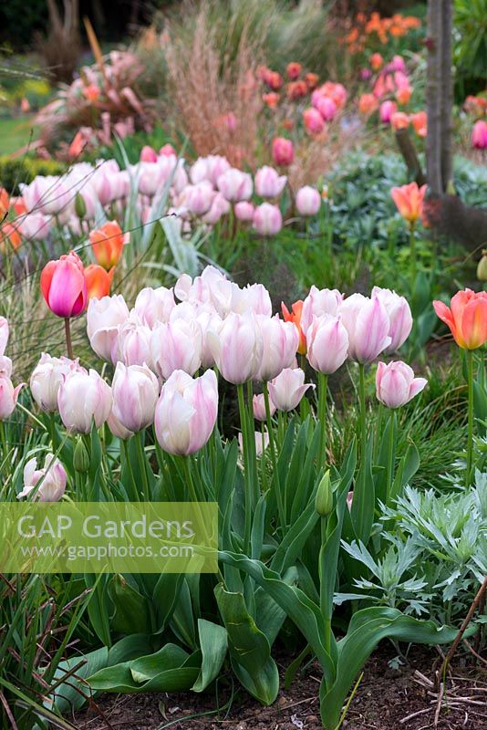A colouful spring border with large clump of pale pink Tulipa 'Salmon Van Eijk'.