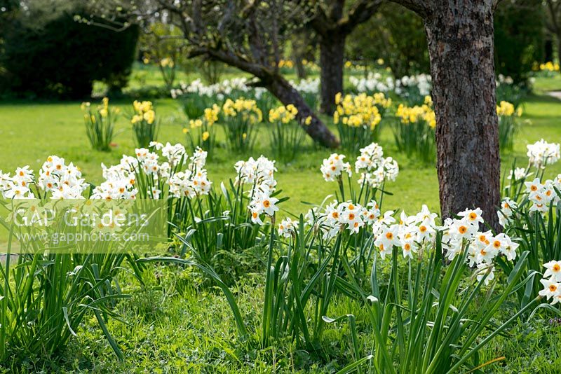 An orchard with old apple tree underplanted with white Narcissus 'Geranium'.