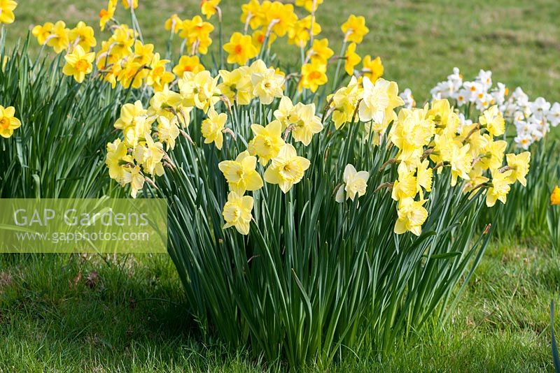 Narcissus 'St. Patrick's day' naturalised in grass in an orchard.