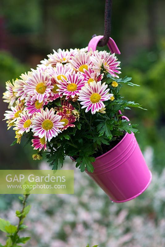 Gazanias in a bright pink hanging container.