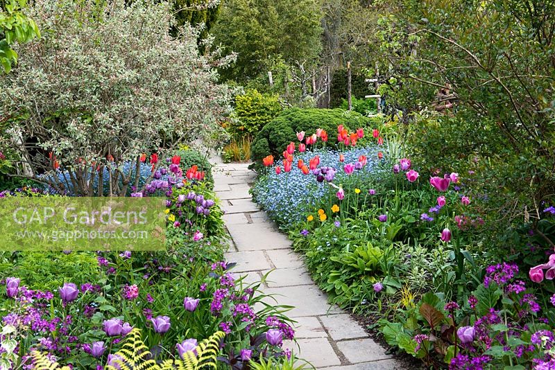 Colourful spring borders with Tulipa 'Violet Beauty' and purple 'Negrita', hot pink Tulipa 'Barcelona' and orange red tulips 'Annie Schilder' and 'Dordogne'. Great Dixter.